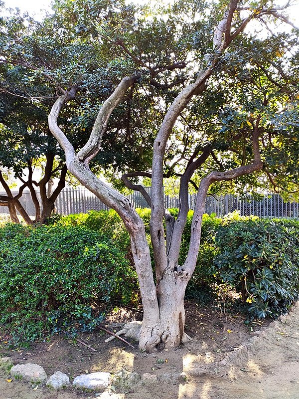 ARBOLES CON HISTORIA -127-