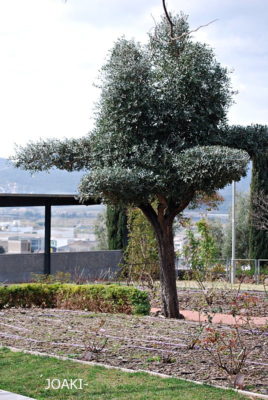 ARBOLES CON HISTORIA -128-