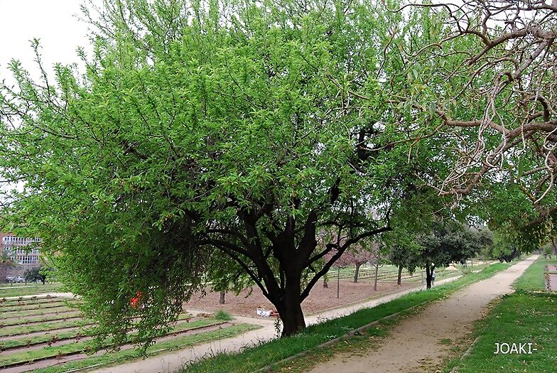 ARBOLES CON HISTORIA -130-