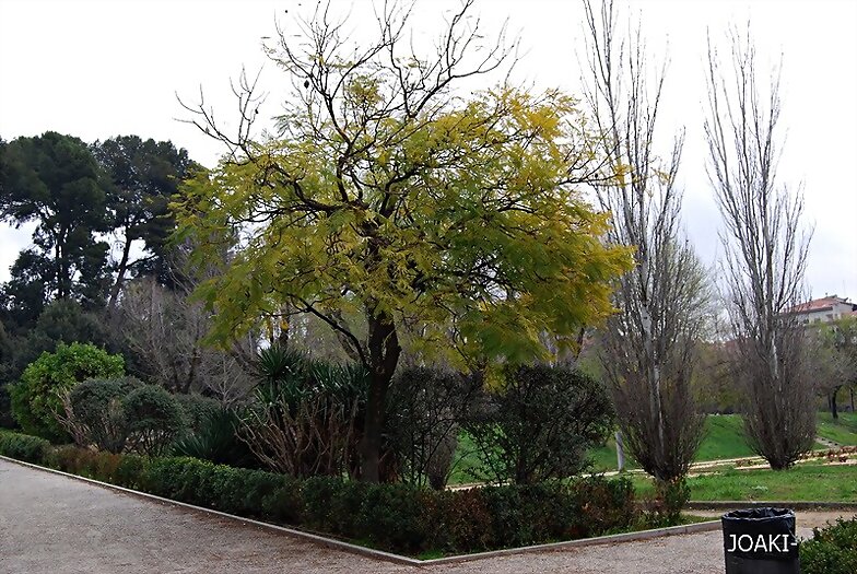 ARBOLES CON HISTORIA -131-