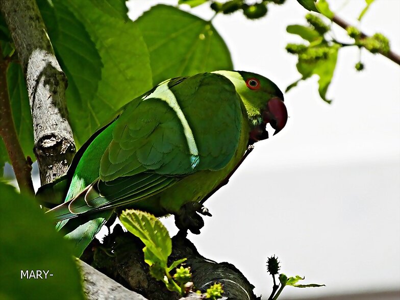 "HOLA,HOLA PAJARITO". 55-