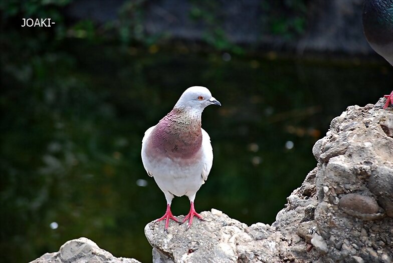 "HOLA,HOLA PAJARITO". 56 -