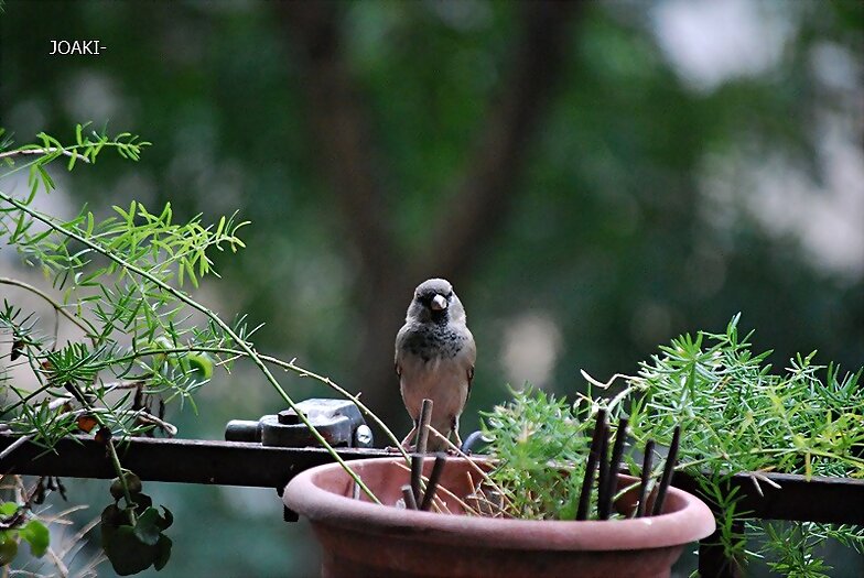 "HOLA,HOLA PAJARITO". 58 -