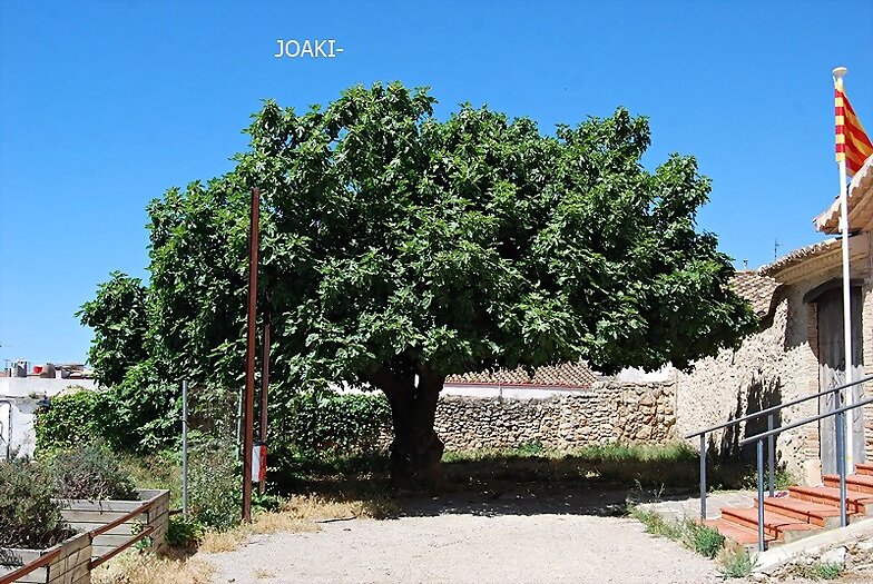 ARBOLES CON HISTORIA -135-