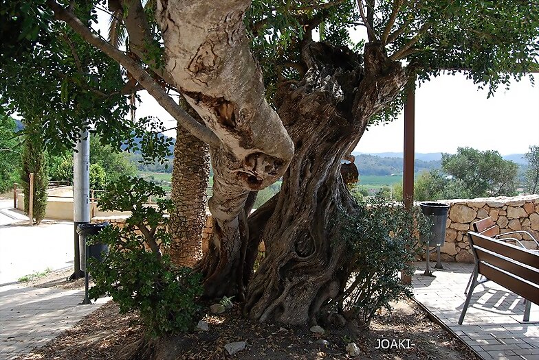 ARBOLES CON HISTORIA -136-