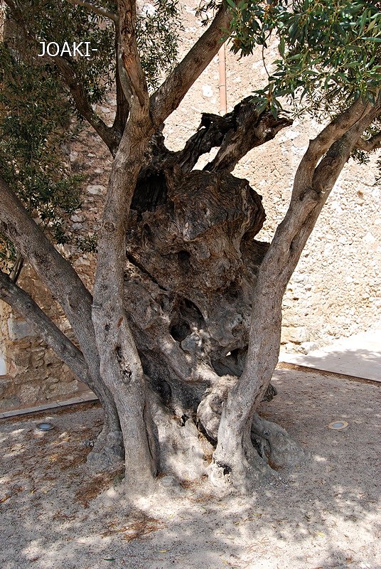 ARBOLES CON HISTORIA -137-