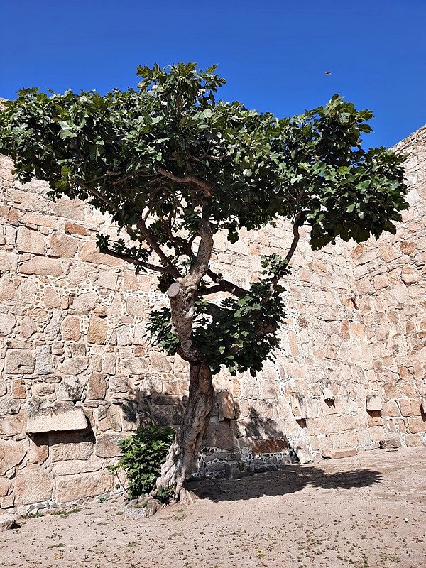 ARBOLES CON HISTORIA -138-