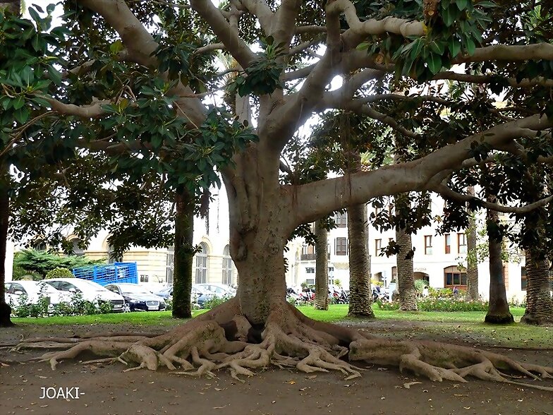 ARBOLES CON HISTORIA -140-