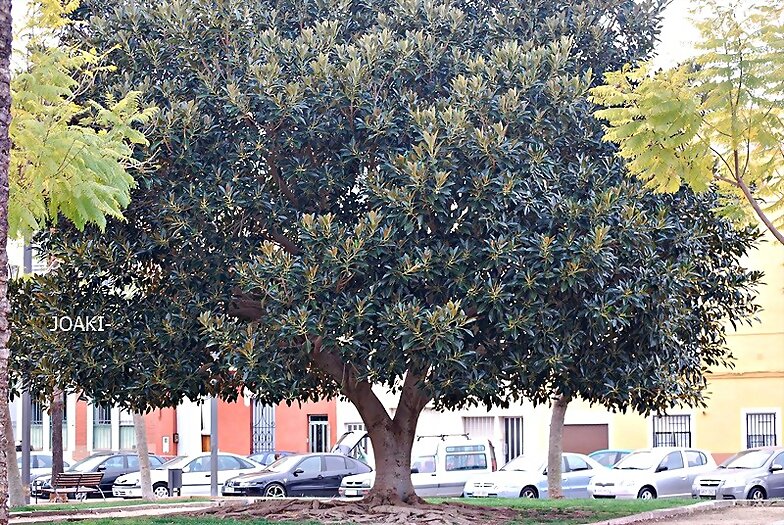 ARBOLES CON HISTORIA -145-