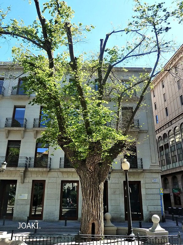 ARBOLES CON HISTORIA -148-