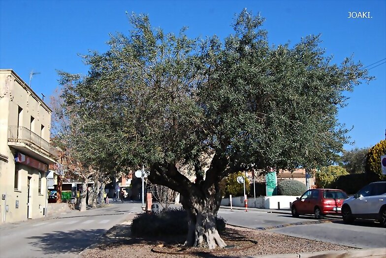 ARBOLES CON HISTORIA -153-