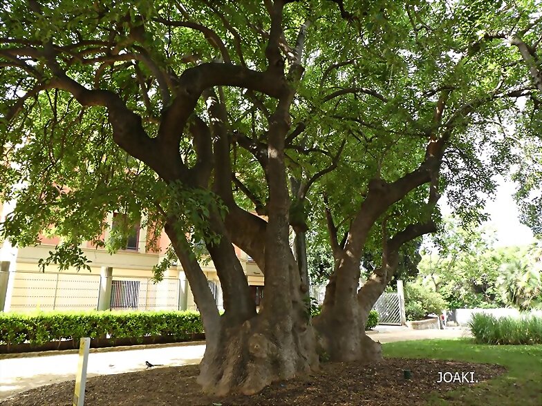 ARBOLES CON HISTORIA -155-