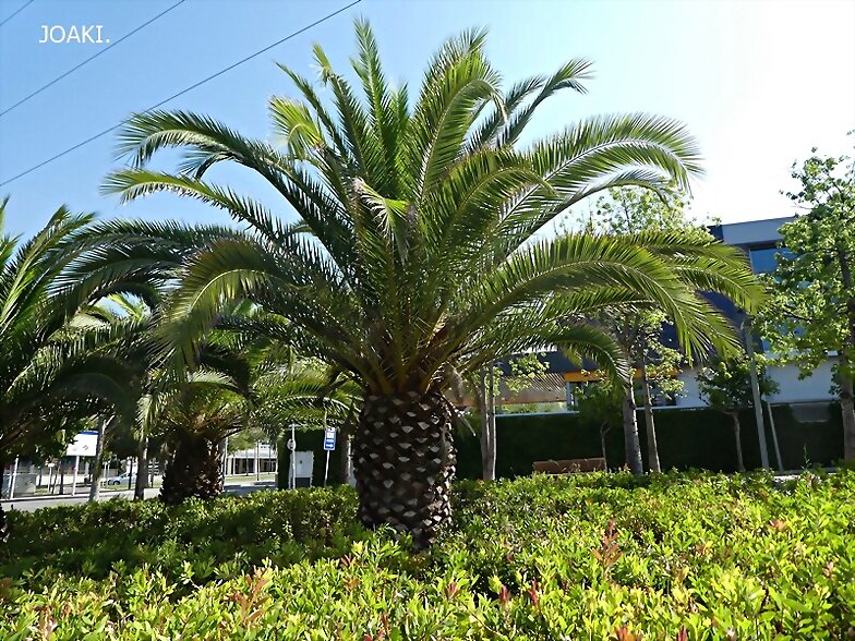 ARBOLES CON HISTORIA -157-