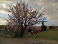 ARBOLES CON HISTORIA -158-
