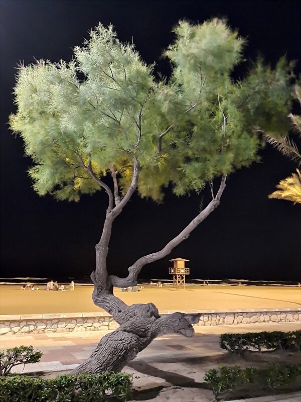 ARBOLES CON HISTORIA -160-/161