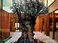 ARBOLES CON HISTORIA -162/163-