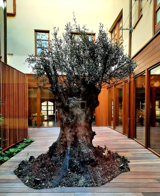 ARBOLES CON HISTORIA -162/163-