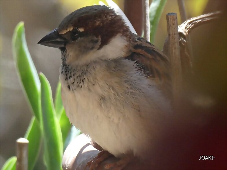 "HOLA,HOLA PAJARITO". 59-
