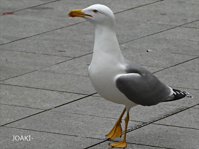 "HOLA,HOLA PAJARITO". 60-