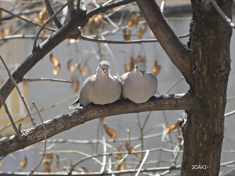 "HOLA,HOLA PAJARITO". 61-