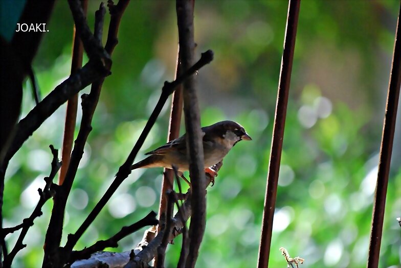 "HOLA,HOLA PAJARITO". 62-