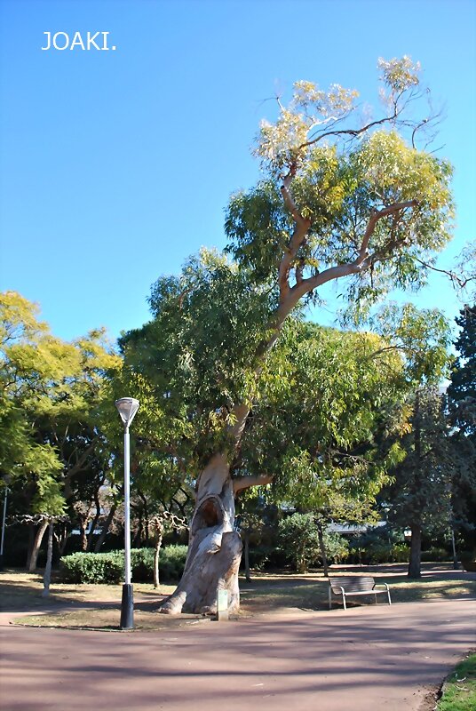 LOS ARBOLES .-165-