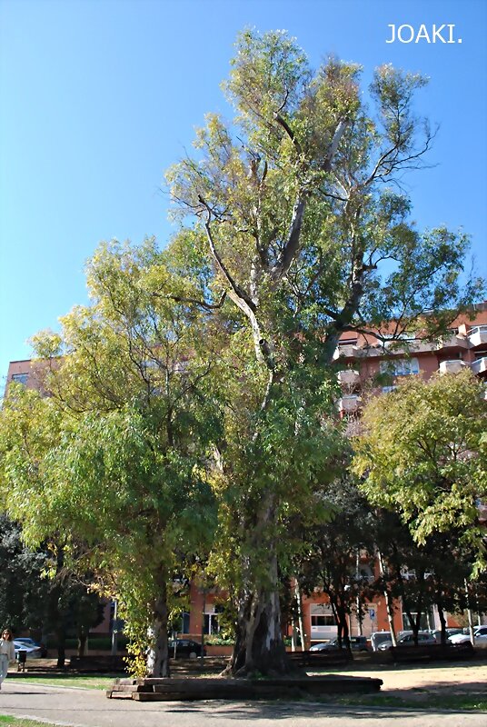 LOS ARBOLES .-169-