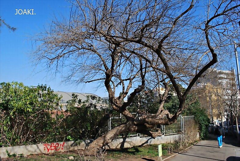 LOS ARBOLES .-170-
