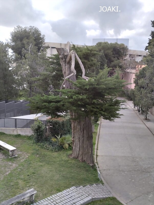 LOS ARBOLES .-172-