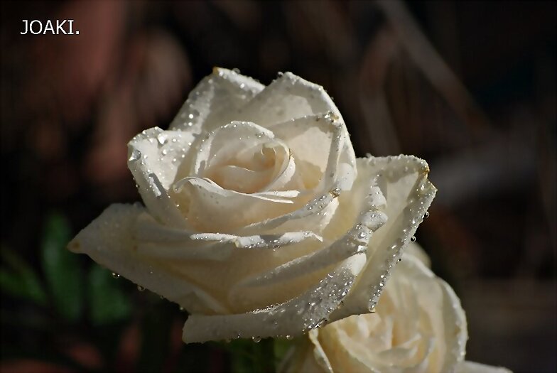 "SIMPLEMENTE UNA FOTO -4-