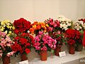 ESPECIAL EXPOSICION DE ROSAS 2.023. 1(2)