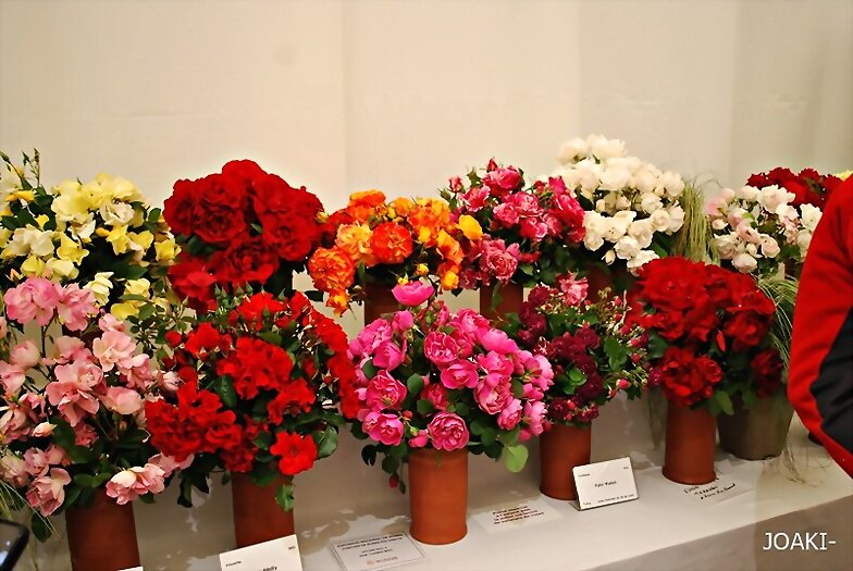 ESPECIAL EXPOSICION DE ROSAS 2.023. 1(2)