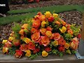 ESPECIAL EXPOSICION DE ROSAS 2.023. 1(3)