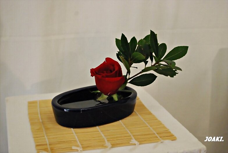 ESPECIAL EXPOSICION DE ROSAS 2.023. 1(6)