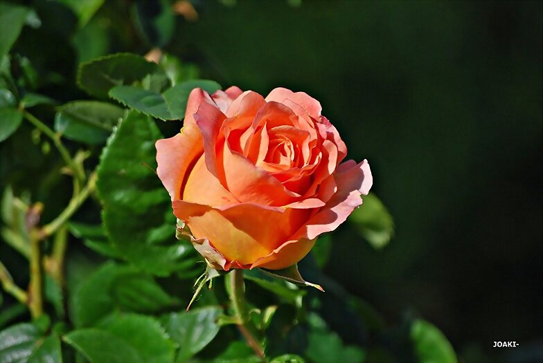 BUEN FIN DE SEMANA .¡¡ FELICIDADES BEA ¡¡