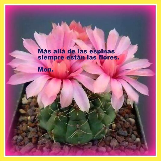 FELIZ DOMINGO ¡¡