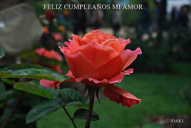 FELIZ CUMPLEAÑOS MARY .¡¡