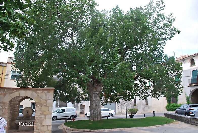 LOS ÁRBOLES .175.