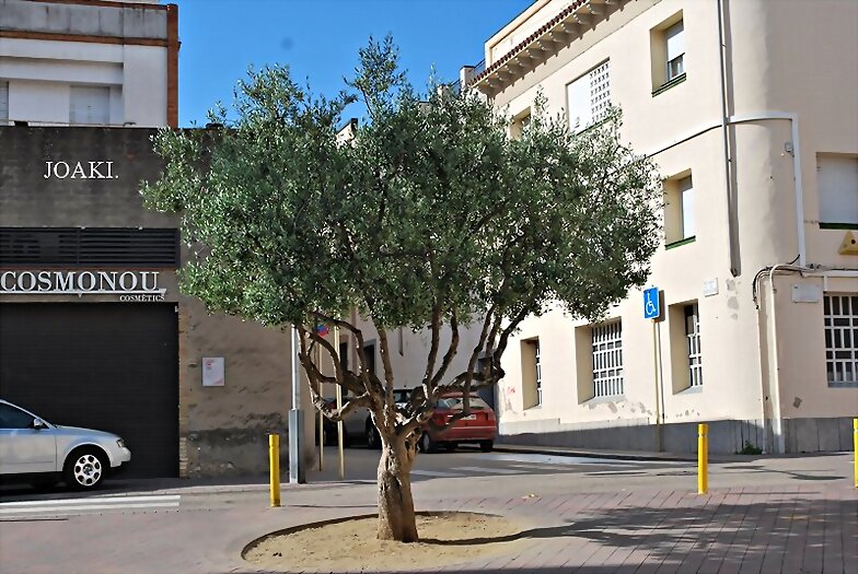 LOS ÁRBOLES .179.