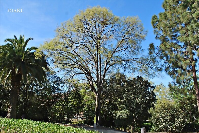 LOS ÁRBOLES .181-