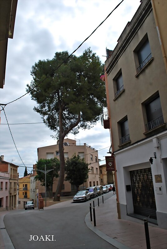 LOS ÁRBOLES .182.