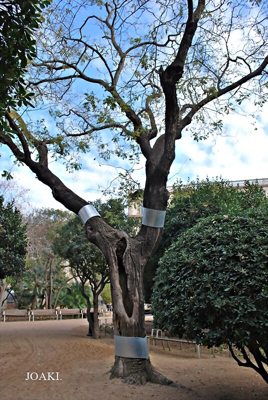 LOS ÁRBOLES .183-