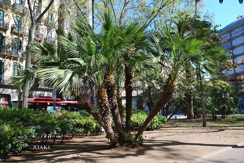 LOS ÁRBOLES .185.