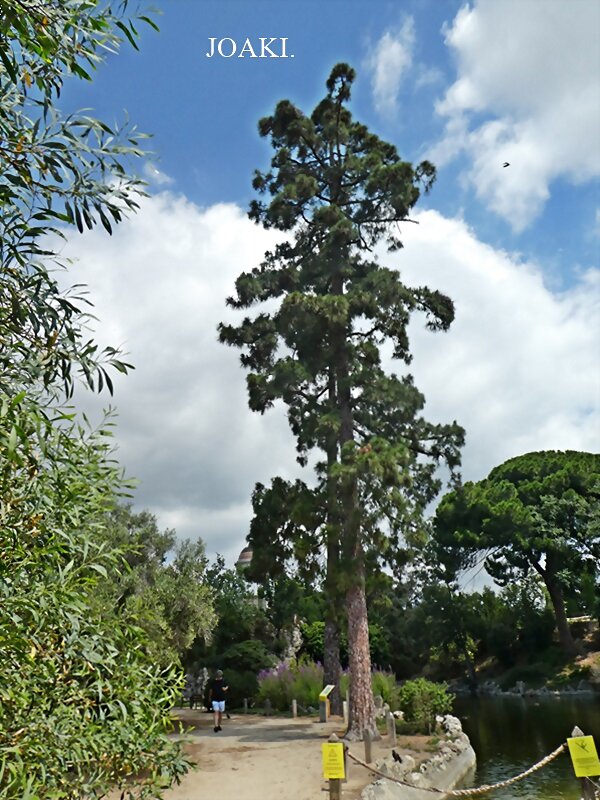 LOS ÁRBOLES .186.