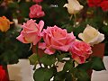 ESPECIAL EXPOSICION DE ROSAS 2025 -1-