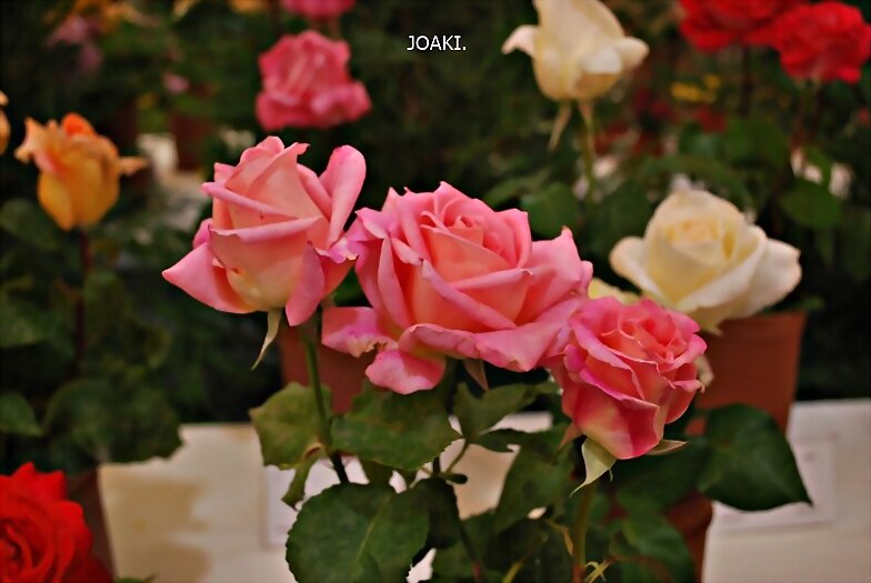 ESPECIAL EXPOSICION DE ROSAS 2025 -1-