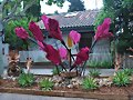 ESPECIAL EXPOSICION DE ROSAS 2025 -2-