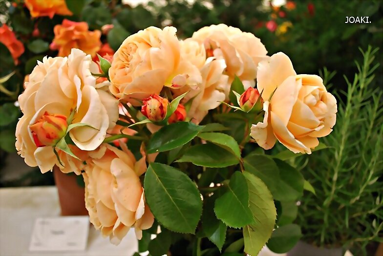 ESPECIAL EXPOSICION DE ROSAS 2025. y 3-