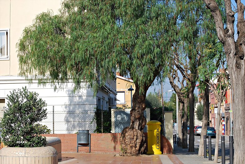 "ARBOLES CON HISTORIA" 68 -