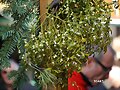 FELICES FIESTAS &iexcl;&iexcl;